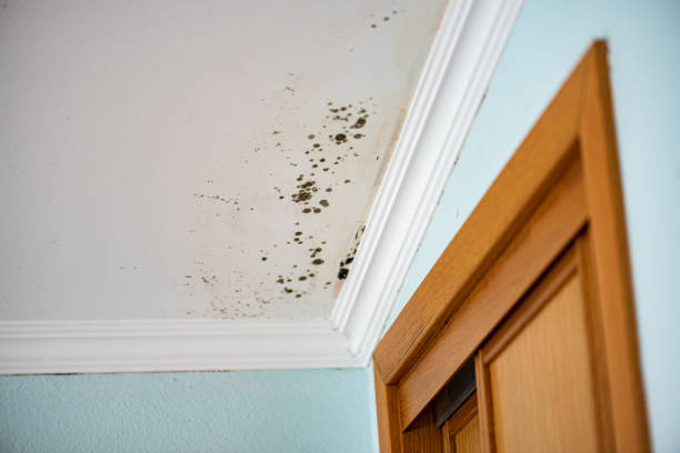 Best Attic Mold Removal  in White House, TN