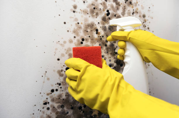 Best Black Mold Removal  in White House, TN