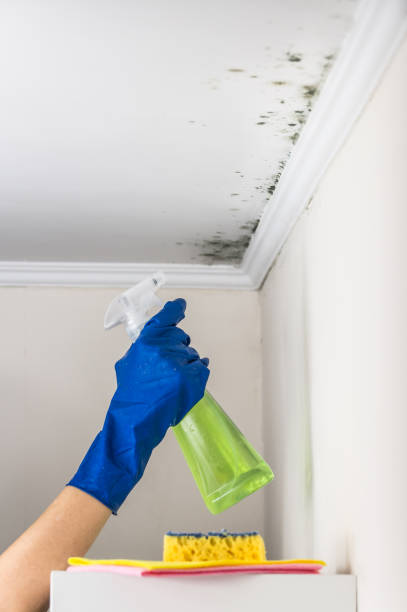Professional Mold Removal in White House, TN